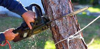 Best Tree Maintenance Programs  in Freeland, WA